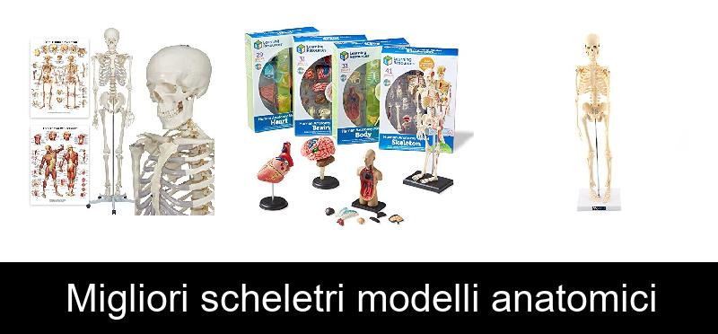 Migliori scheletri modelli anatomici